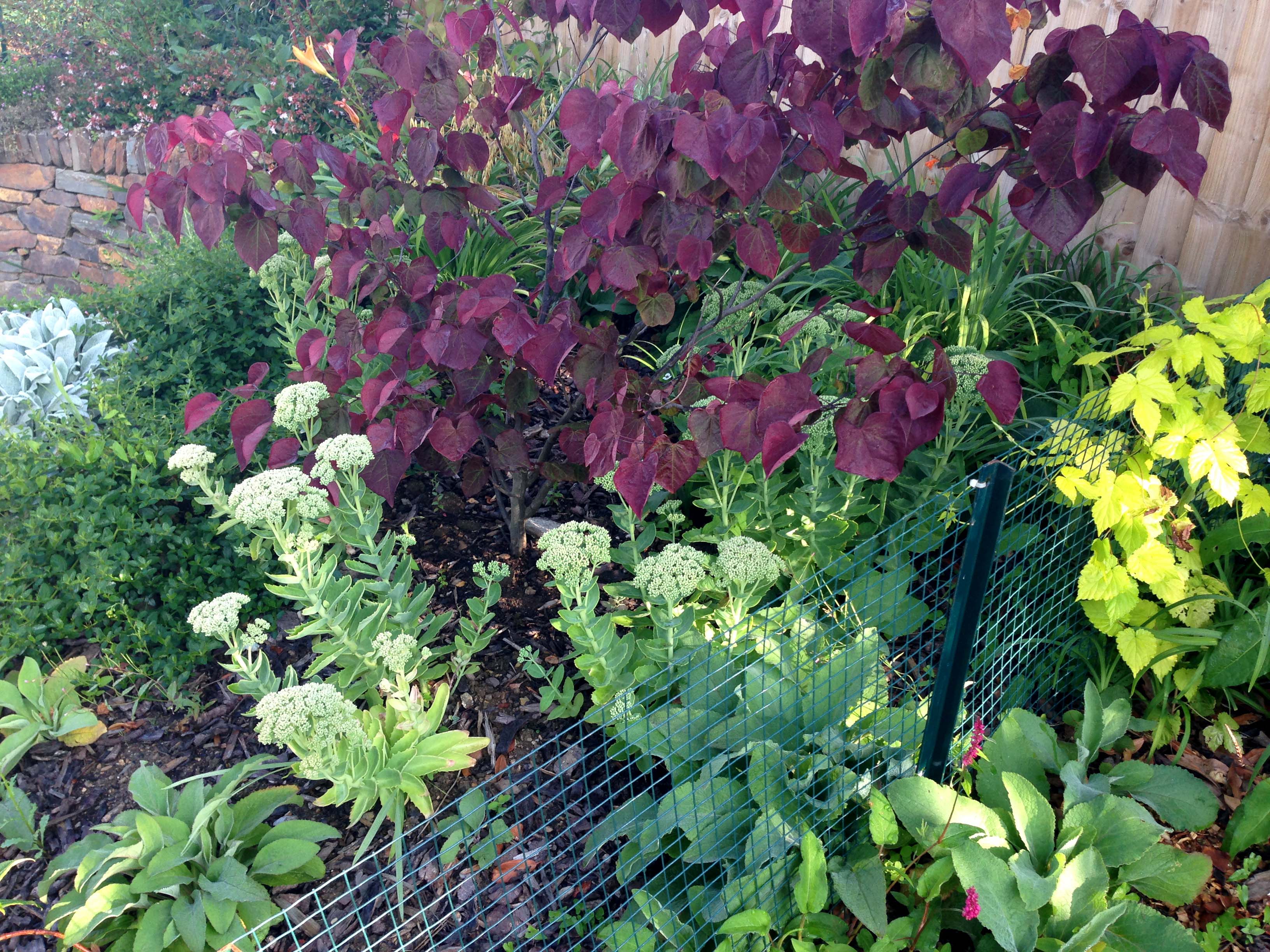 Purple green glaucous yellow foliage of planting